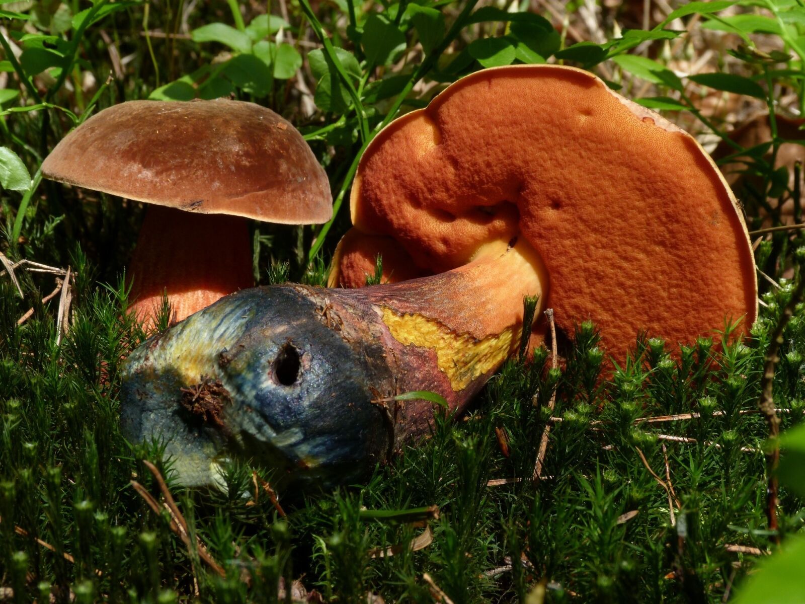 Panasonic Lumix DMC-FZ40 (Lumix DMC-FZ45) sample photo. Mushrooms, nature, mushroom photography