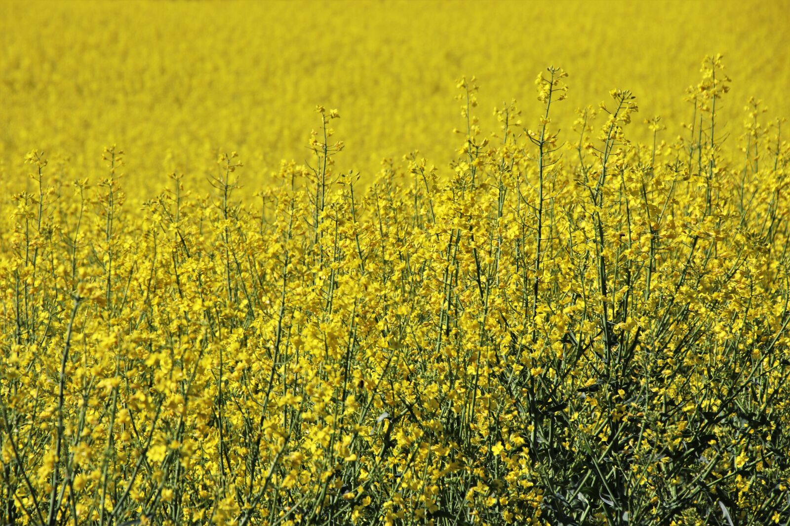 Canon EOS 80D sample photo. The rape flower, field photography
