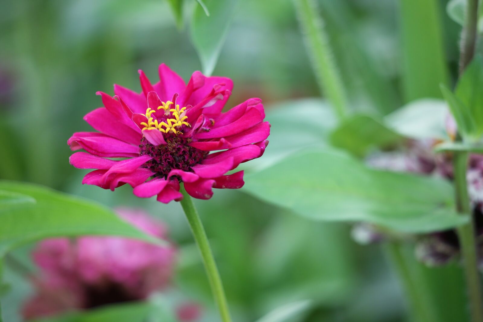 Canon EF 70-300 F4-5.6 IS II USM sample photo. Purple zinnia, colorful, blooming photography