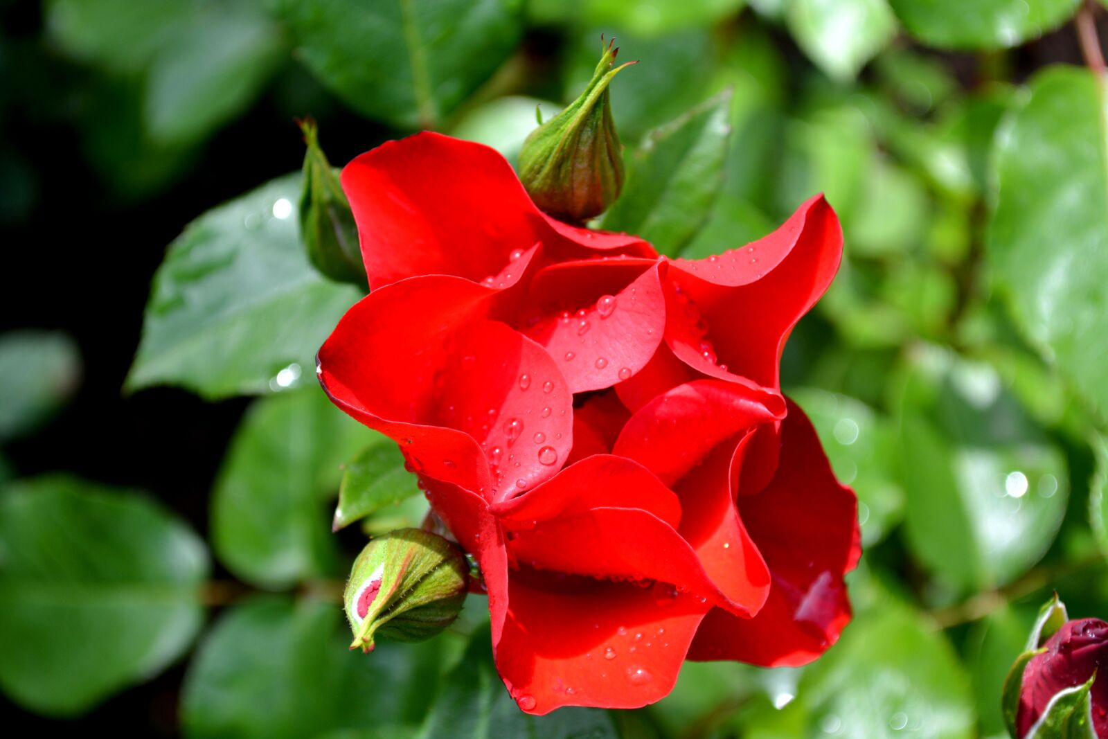 Nikon D7100 sample photo. Red rose, flower, rose photography