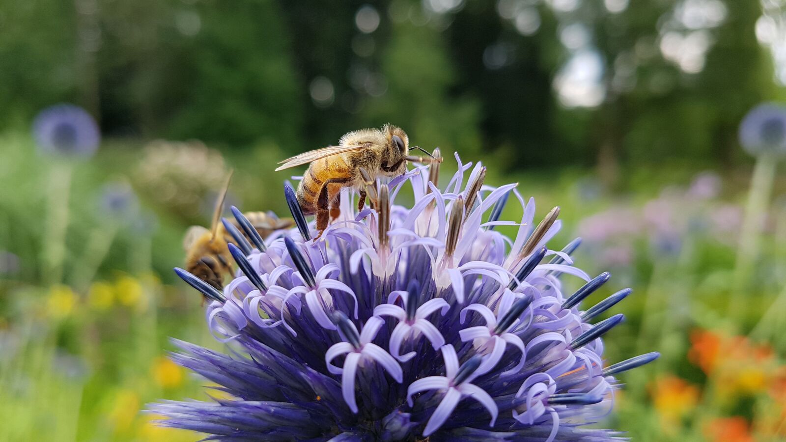 Samsung Galaxy S7 sample photo. Macro, flower, bee photography