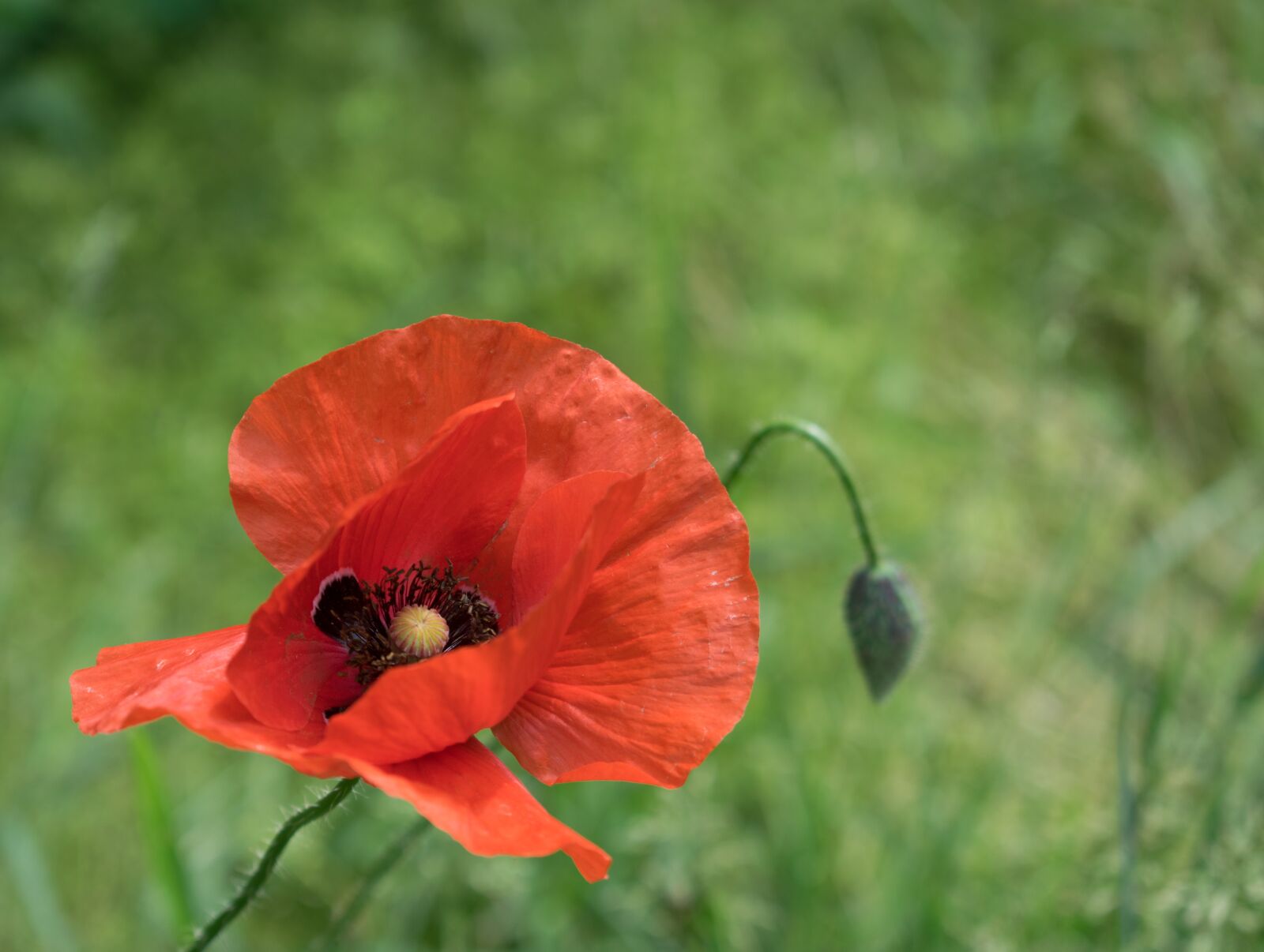 Nikon D5300 sample photo. Poppy, flower, nature photography