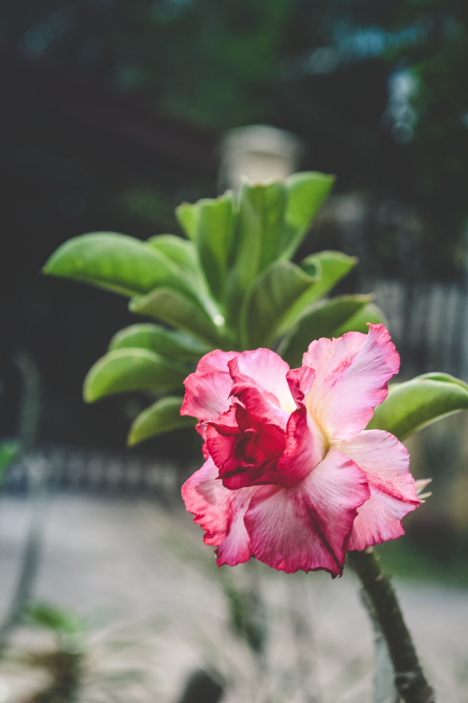 Nikon D3100 sample photo. Flower, nature, green photography