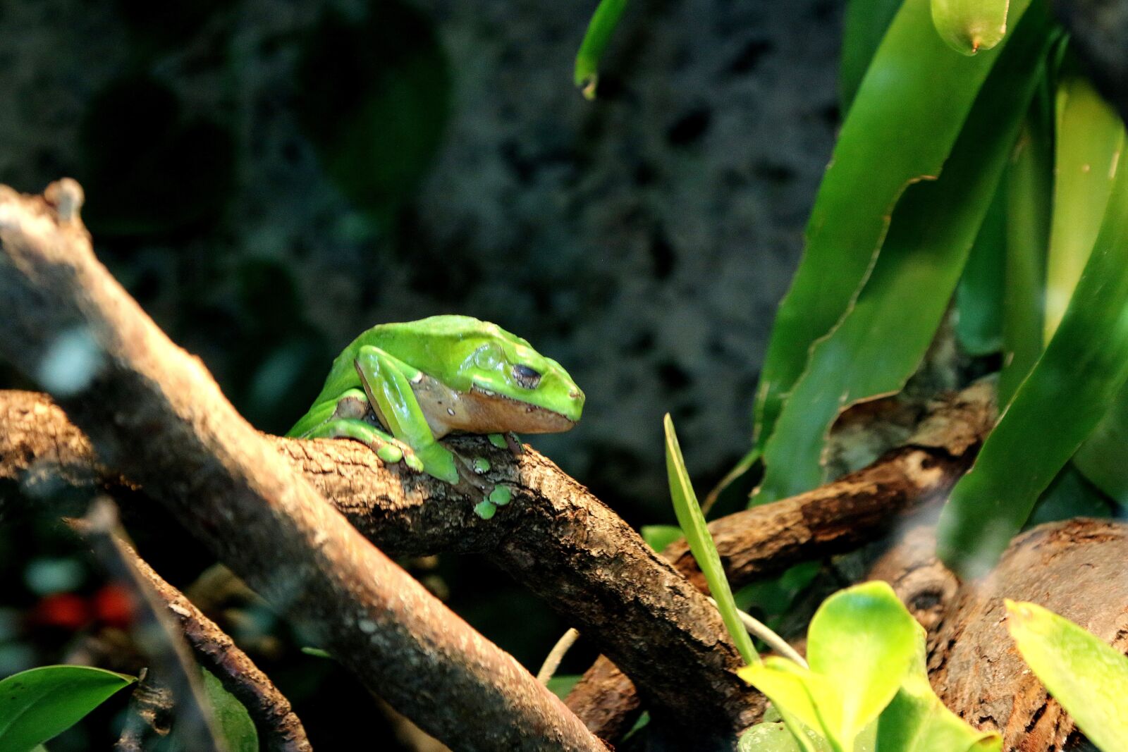 Canon EOS 70D + Canon EF 24-105mm F4L IS USM sample photo. Wilhema stuttgart, zoo, tiergarten photography