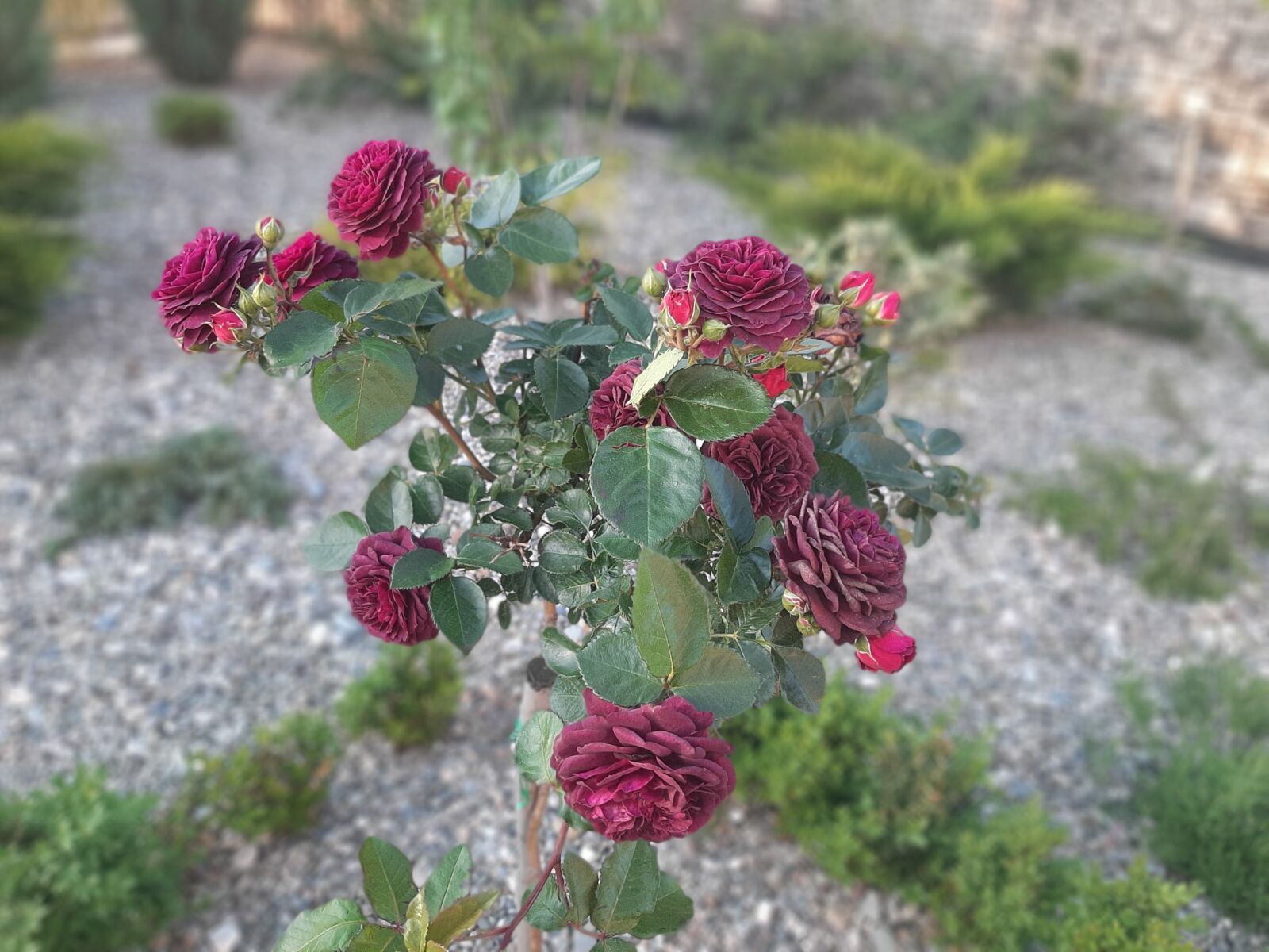 Samsung Galaxy A50 sample photo. Roses, rose, flowers photography