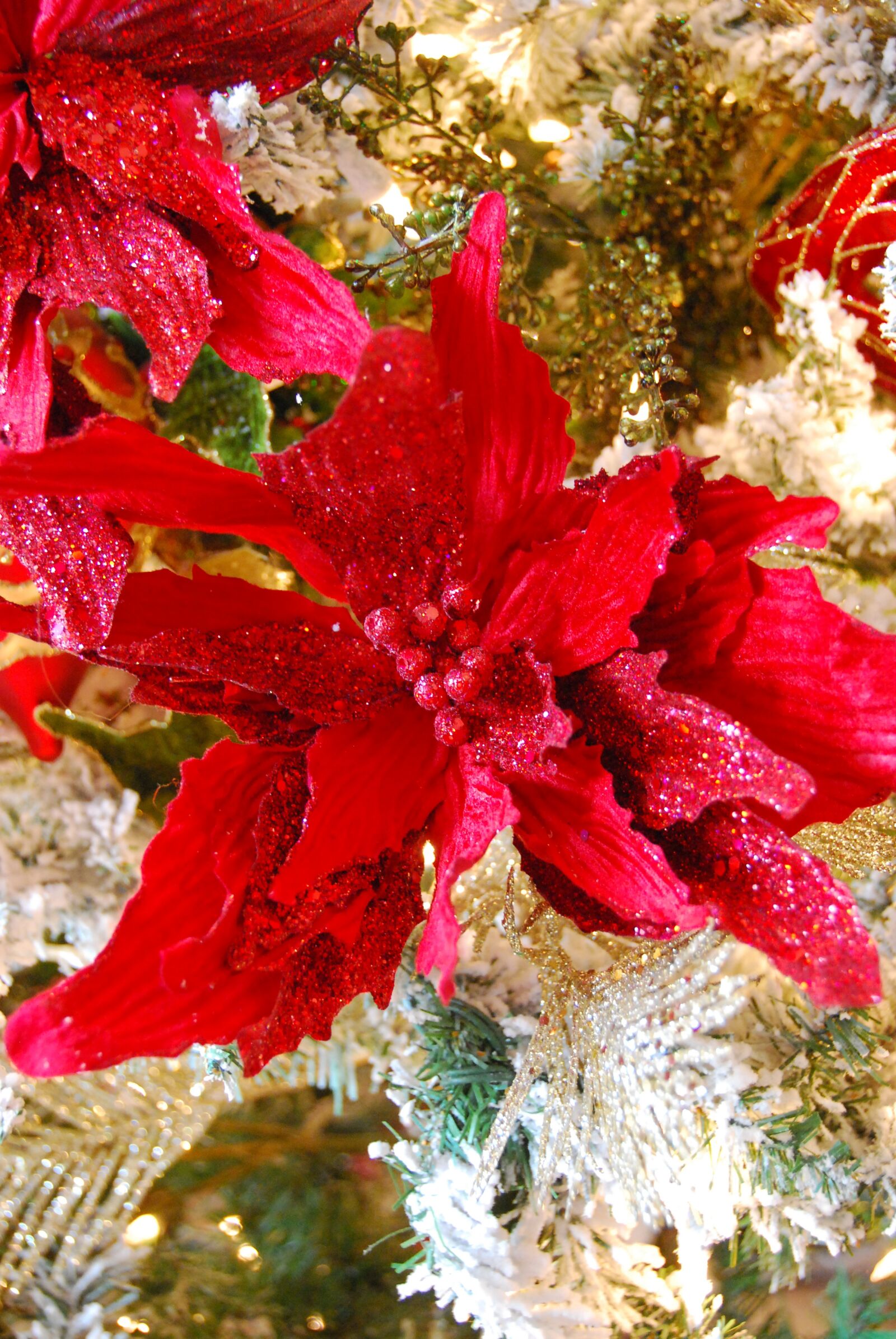 Nikon D60 sample photo. Christmas, poinsettia, decoration photography