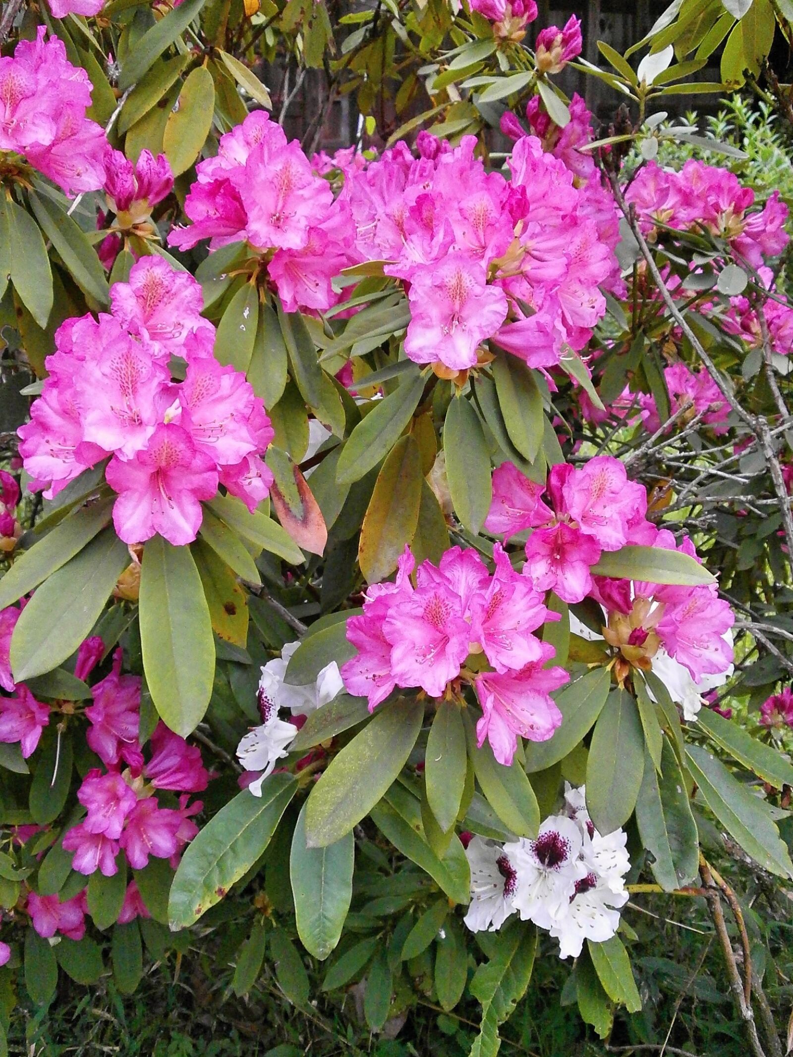Olympus VG110,D700 sample photo. Rhododendron, rhododendrons, ericaceae photography