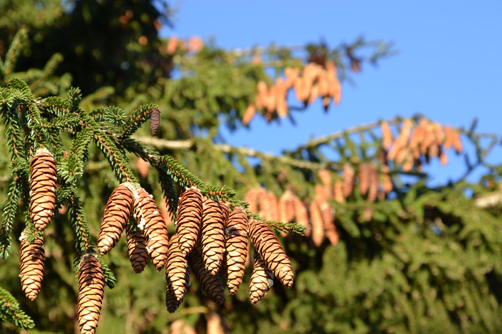 Nikon D3100 sample photo. Spruce, pine cones, tap photography