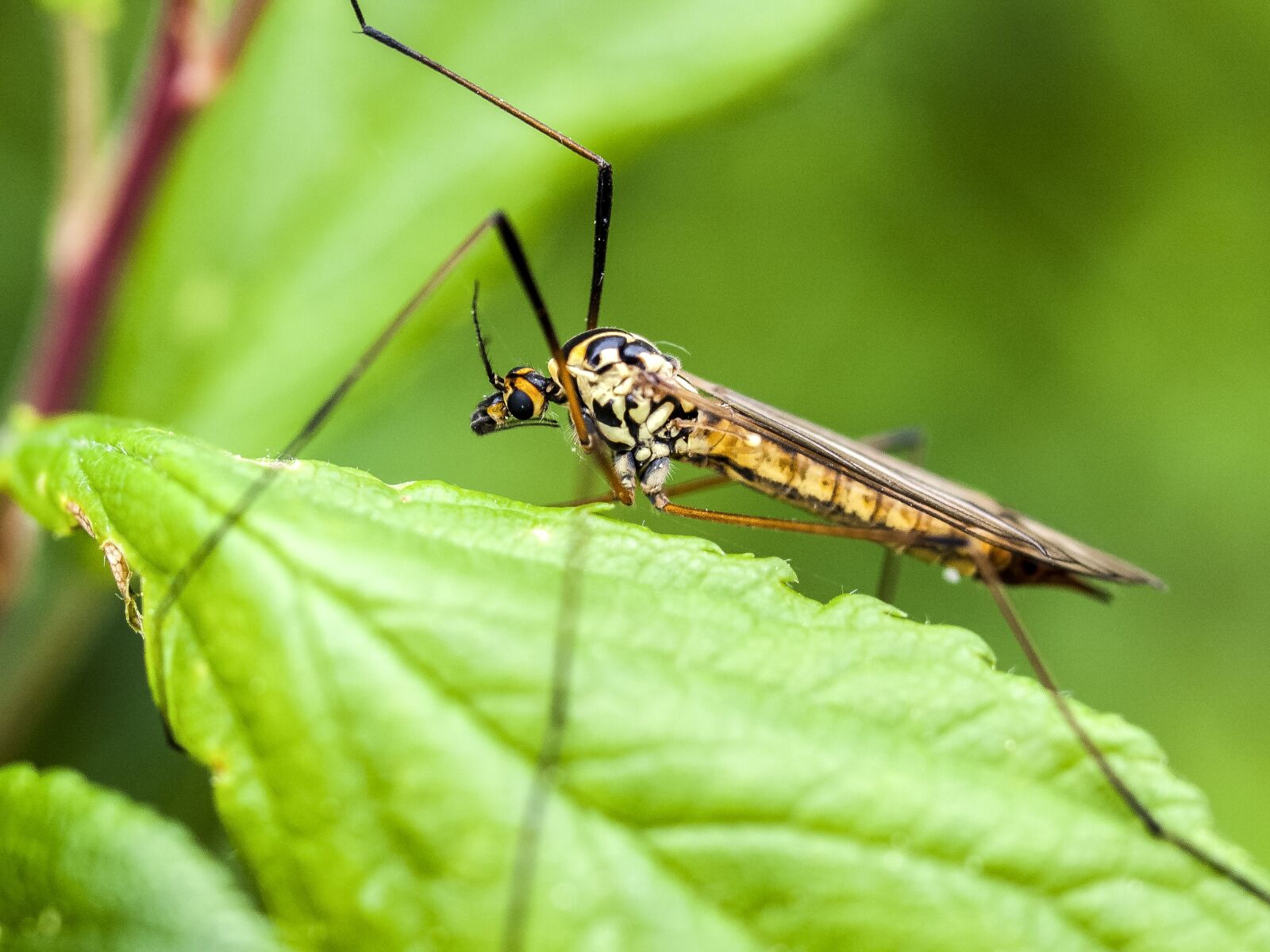 OLYMPUS 35mm Lens sample photo. Schnake, insect, nature photography