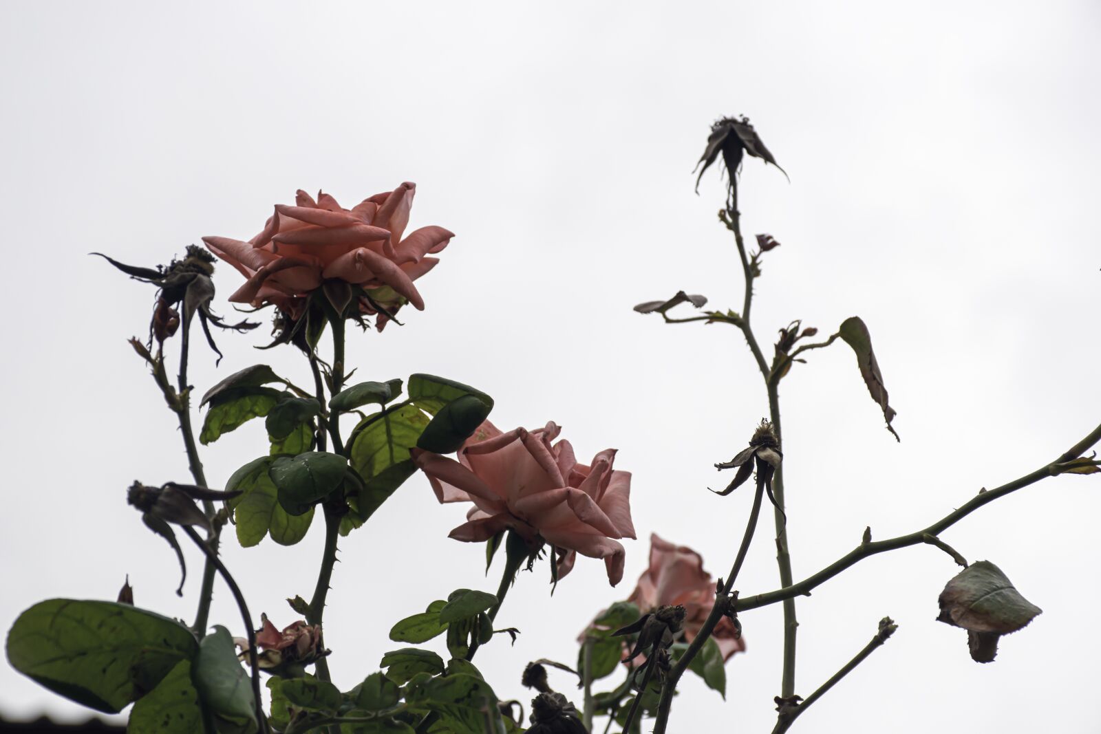 Nikon D5600 sample photo. Roses, flower, autumn photography