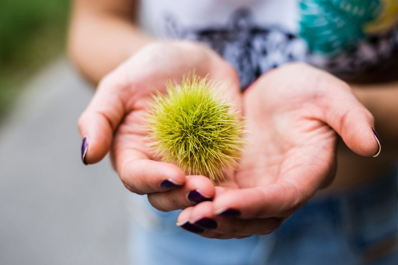 Canon EOS 6D + Canon EF 50mm F1.8 STM sample photo. Nature, outdoors, chestnuts photography