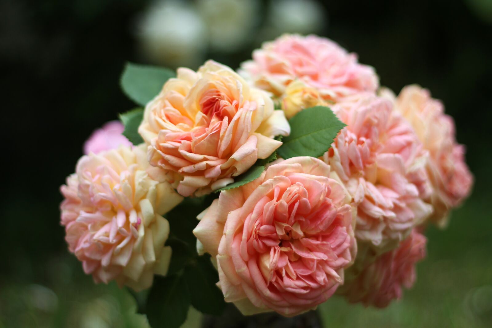 Canon EOS 60D + Canon EF 50mm F1.8 II sample photo. Birthday bouquet, roses, bouquet photography