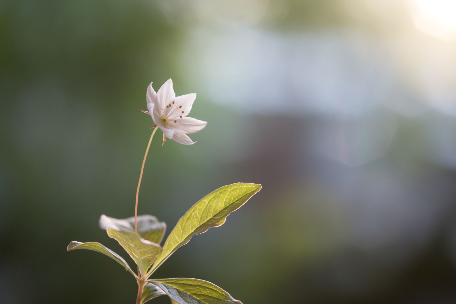 Canon EOS 70D sample photo. Flower, forest, sun photography