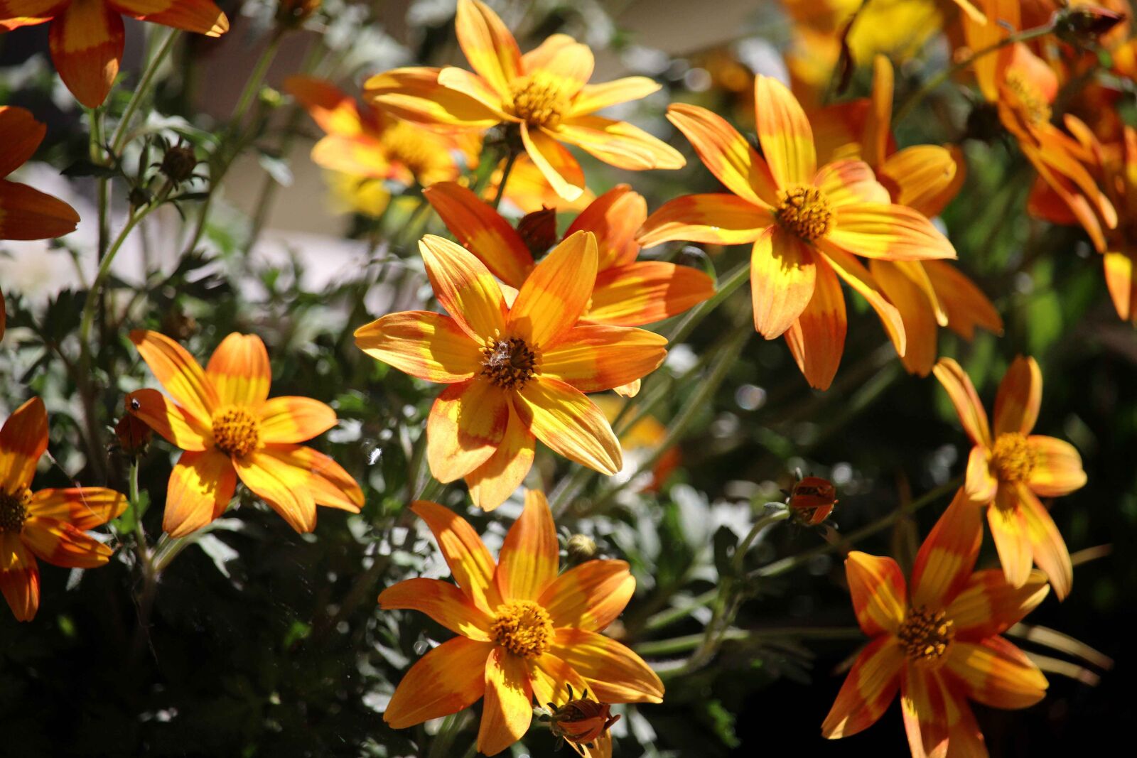 Canon EOS 700D (EOS Rebel T5i / EOS Kiss X7i) sample photo. Flower, orange, nature photography