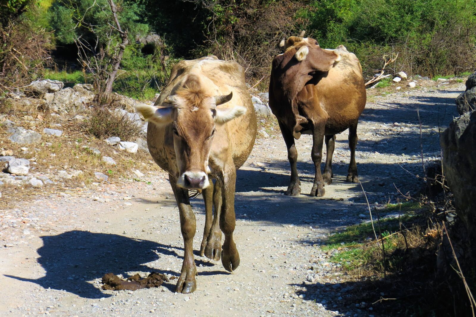 Canon PowerShot SX50 HS sample photo. The animal kingdom, nature photography