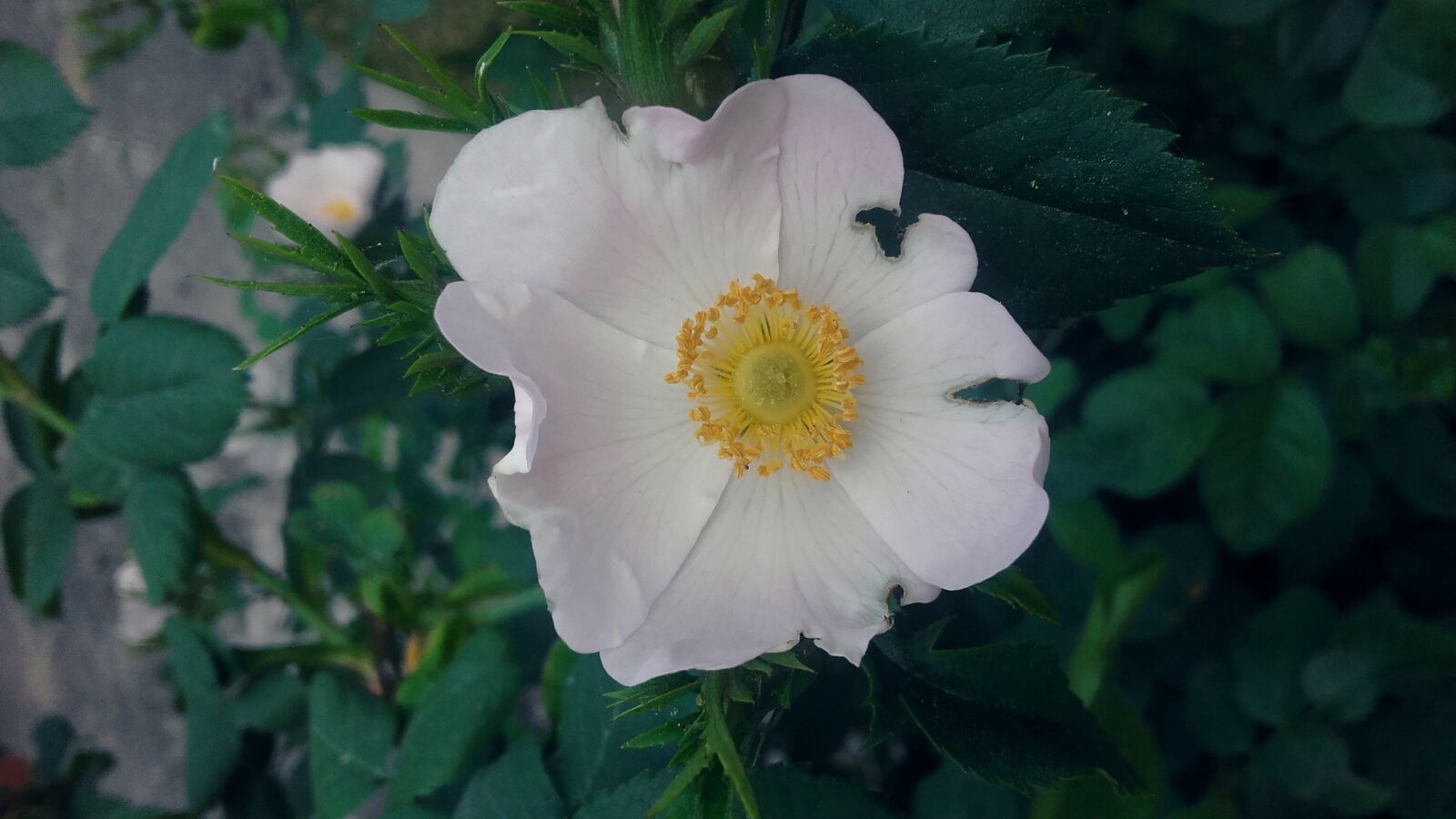 Samsung Galaxy Grand Prime sample photo. Rose, roses, pink photography