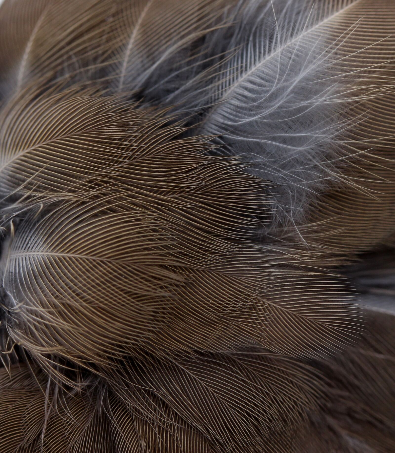Canon EF-S 60mm F2.8 Macro USM sample photo. Snowflakes, feather, birds photography