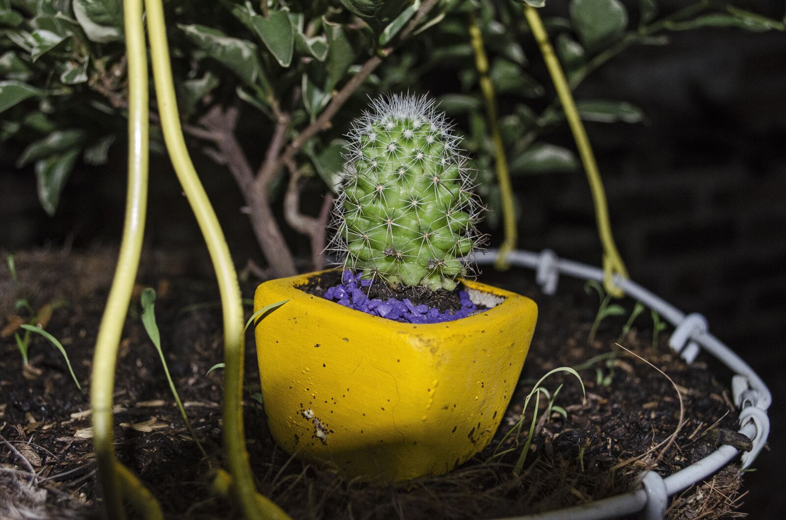 Nikon D5100 sample photo. Cactus, night, cactus night photography