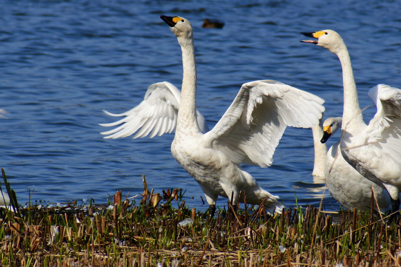 VR 70-300mm f/4.5-6.3G sample photo. Animal, lake, japan photography
