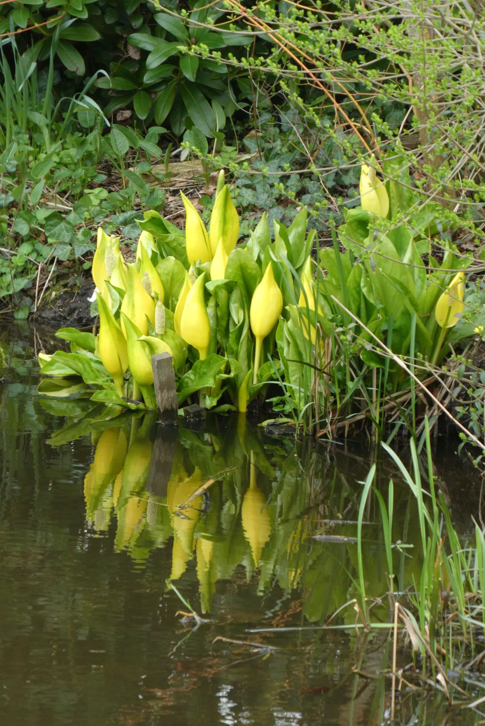 Panasonic Lumix DC-ZS70 (Lumix DC-TZ90) sample photo. Yellow zantedeschia, spring, nature photography