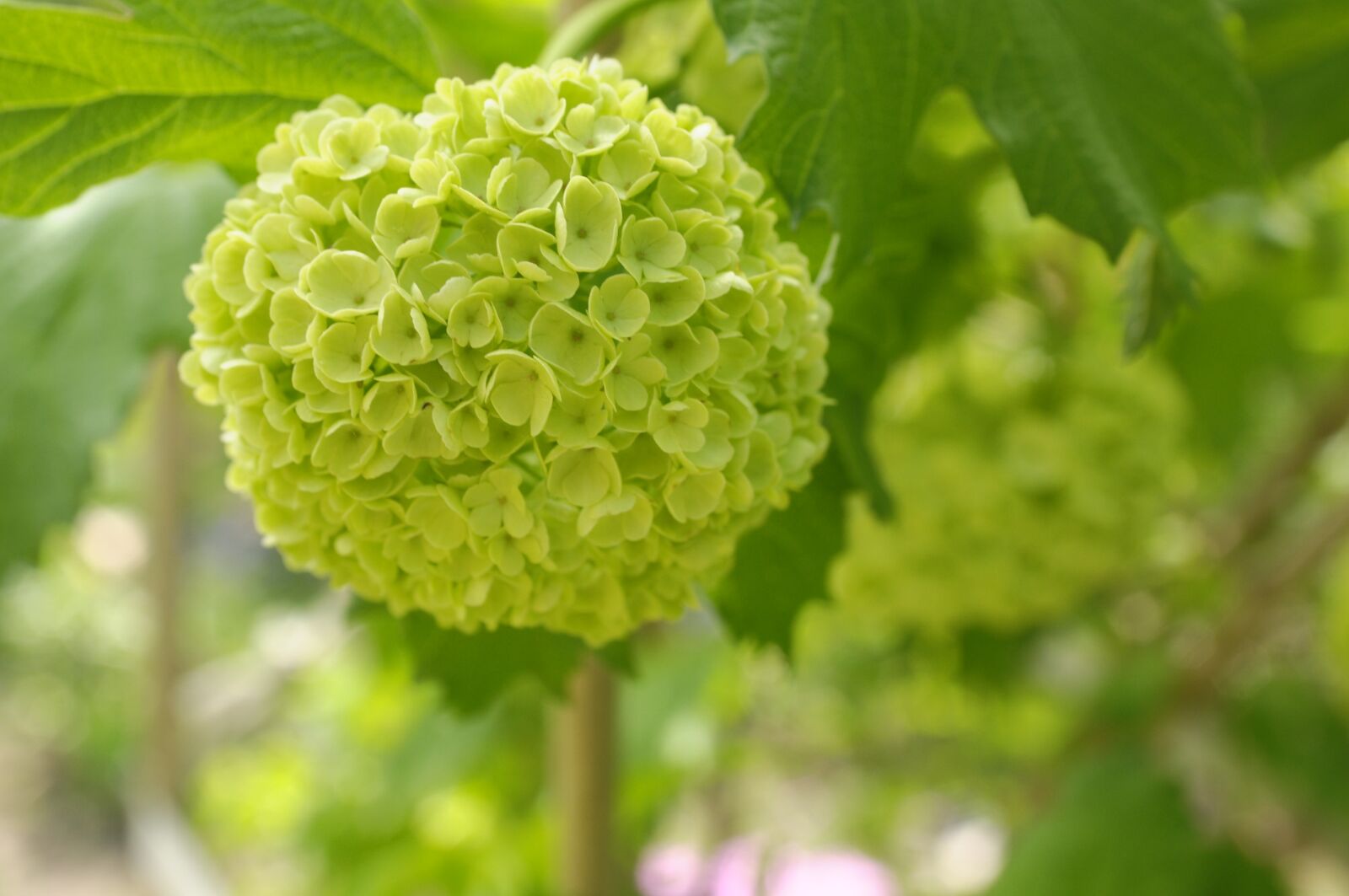 Nikon D300 sample photo. Flower, bunch, green photography