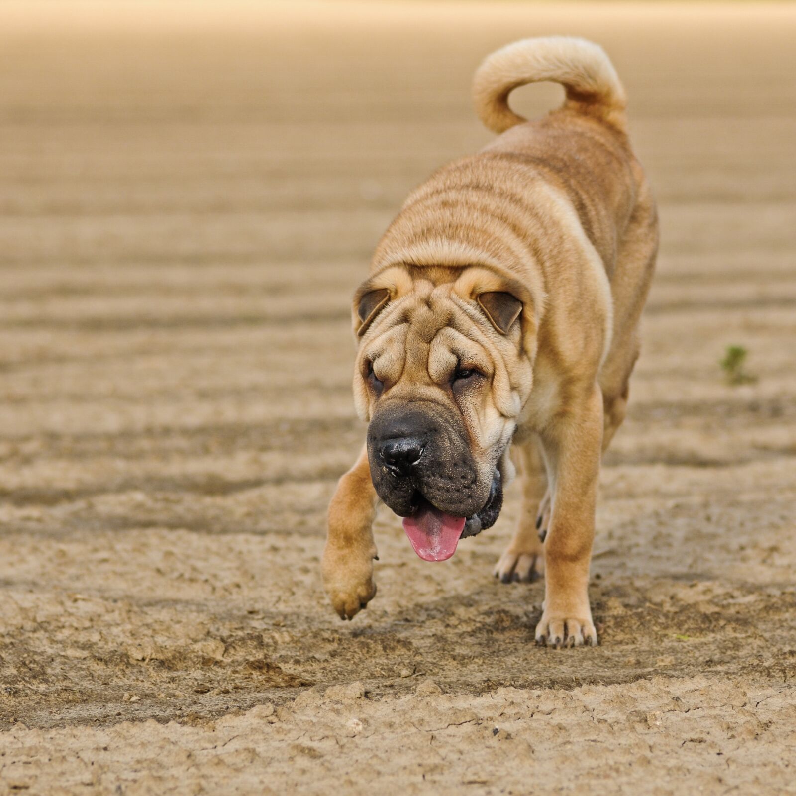 Nikon D300 sample photo. Dog, sharpei, run photography