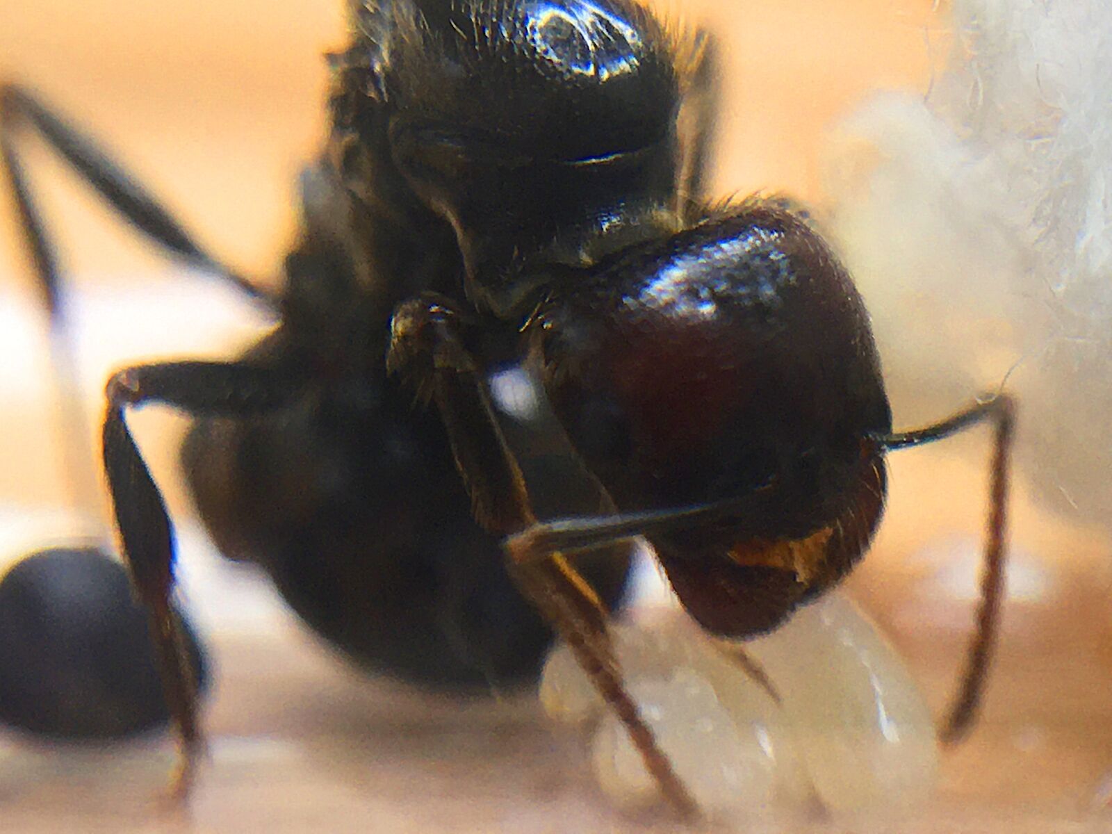 Apple iPhone SE (1st generation) sample photo. Messor barbarus, ants, ant photography