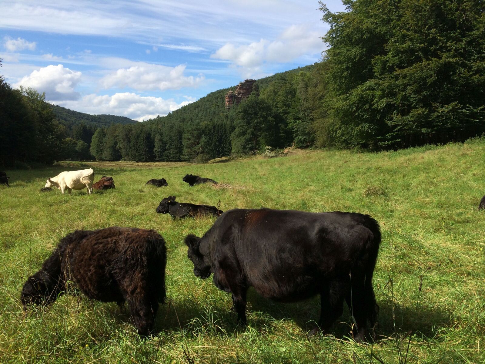 iPhone 5s back camera 4.12mm f/2.2 sample photo. Cow, cattle, meadow photography