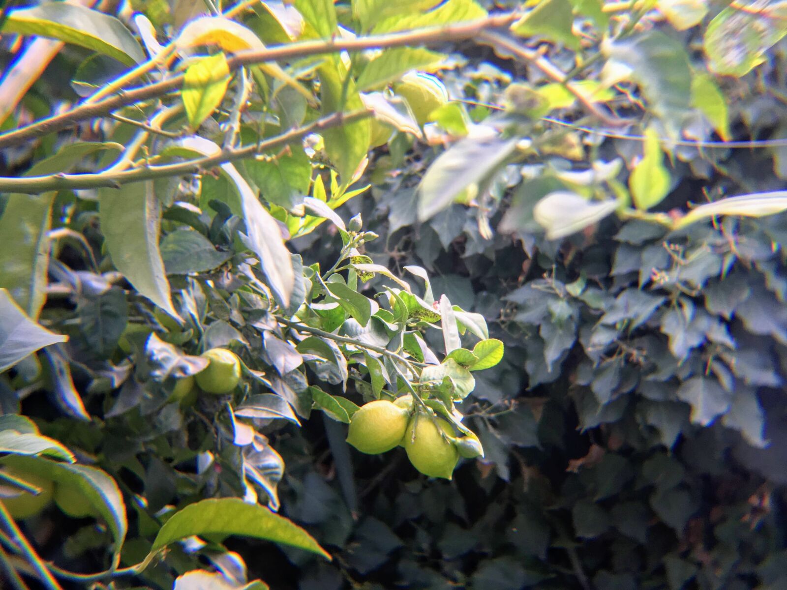 Apple iPhone SE (1st generation) sample photo. árbol, limones, hojas photography