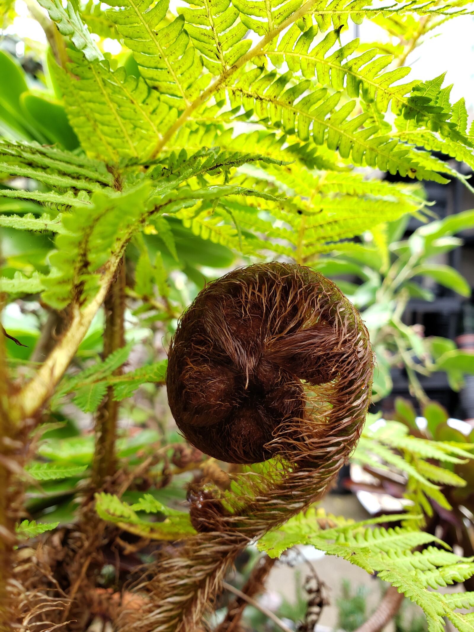 Samsung Galaxy Note9 sample photo. Fern, nature, green photography