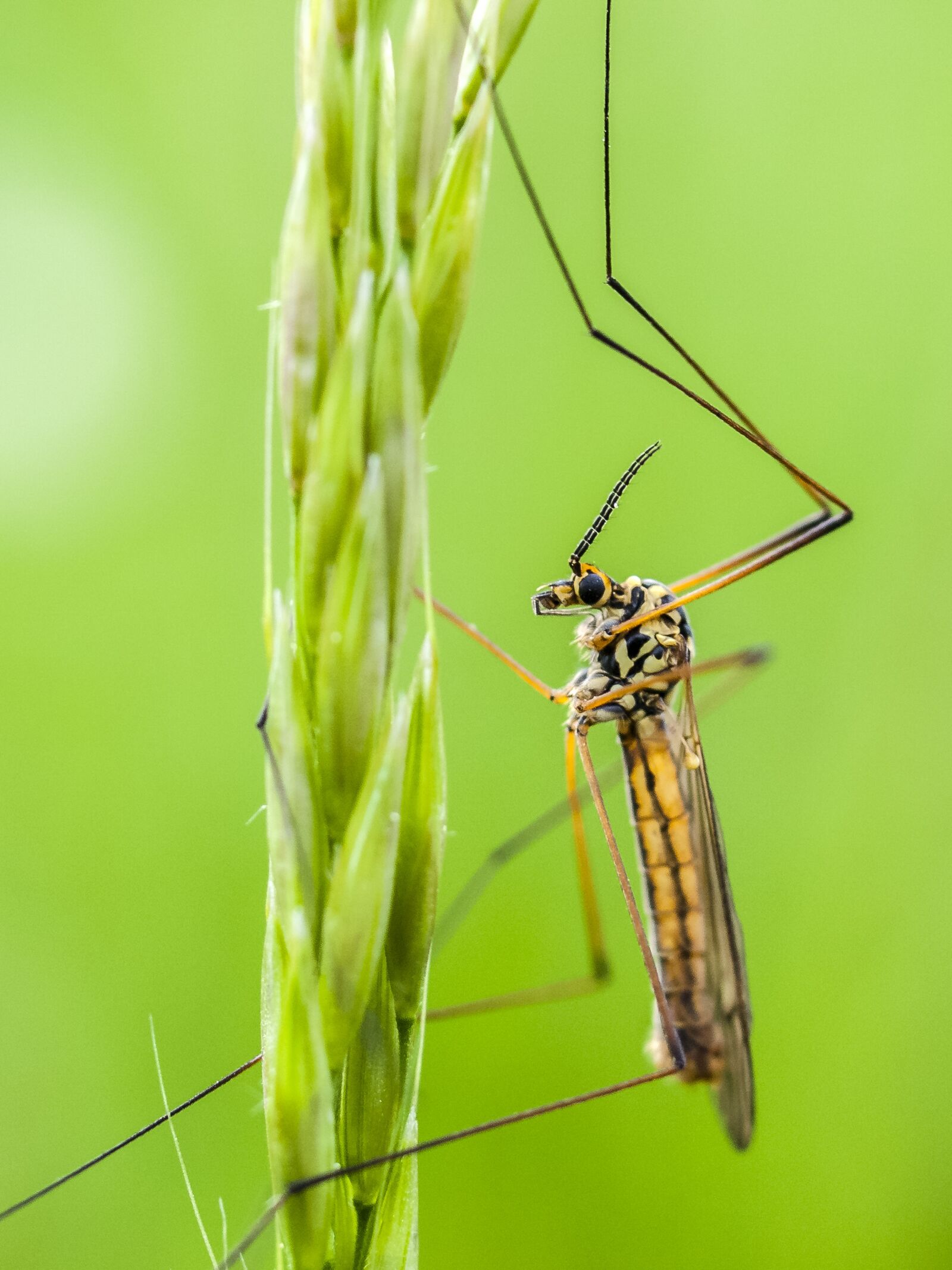 Olympus E-520 (EVOLT E-520) + OLYMPUS 35mm Lens sample photo. Schnake, insect, nature photography