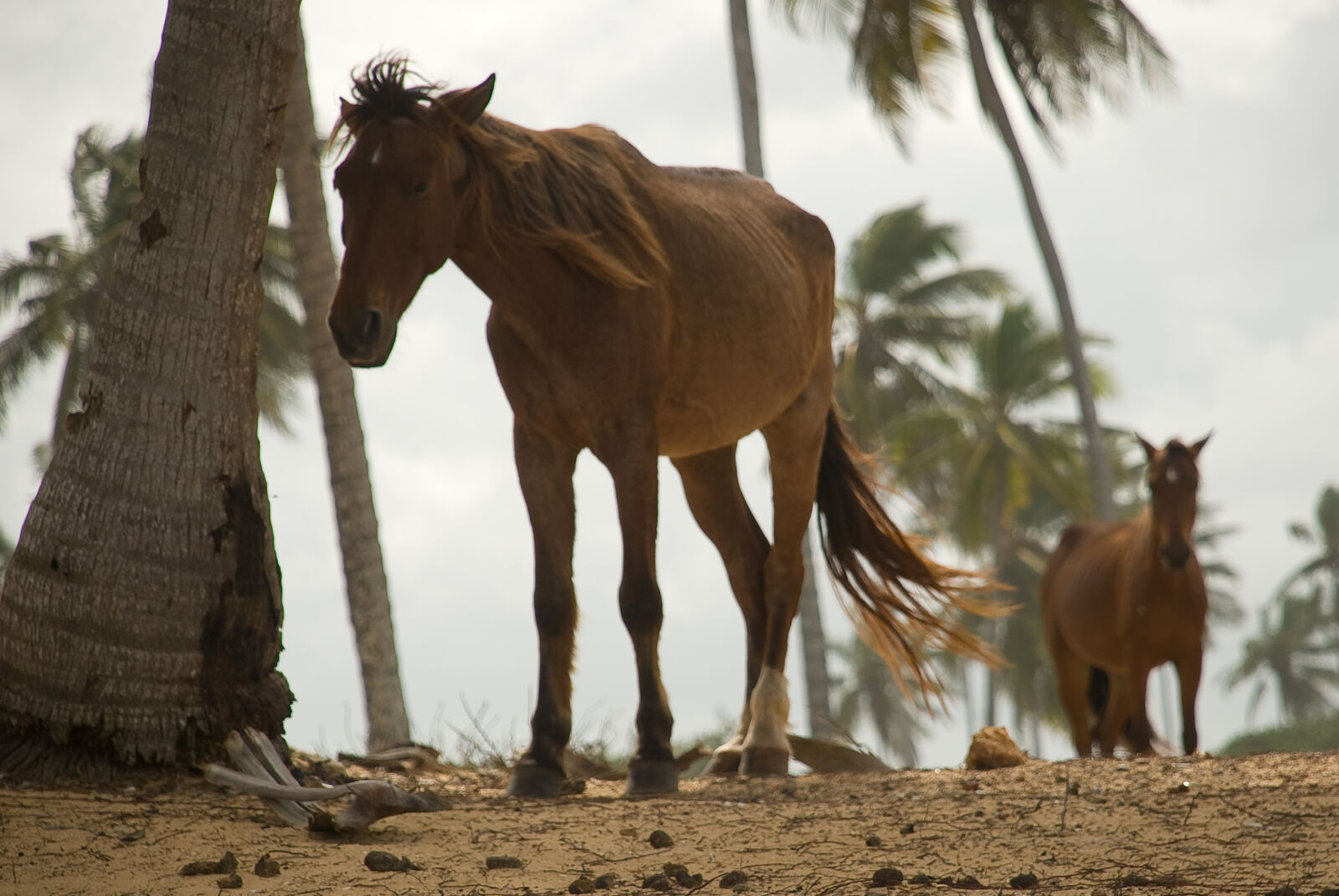 Nikon D80 sample photo. Animals, horses, ponies photography