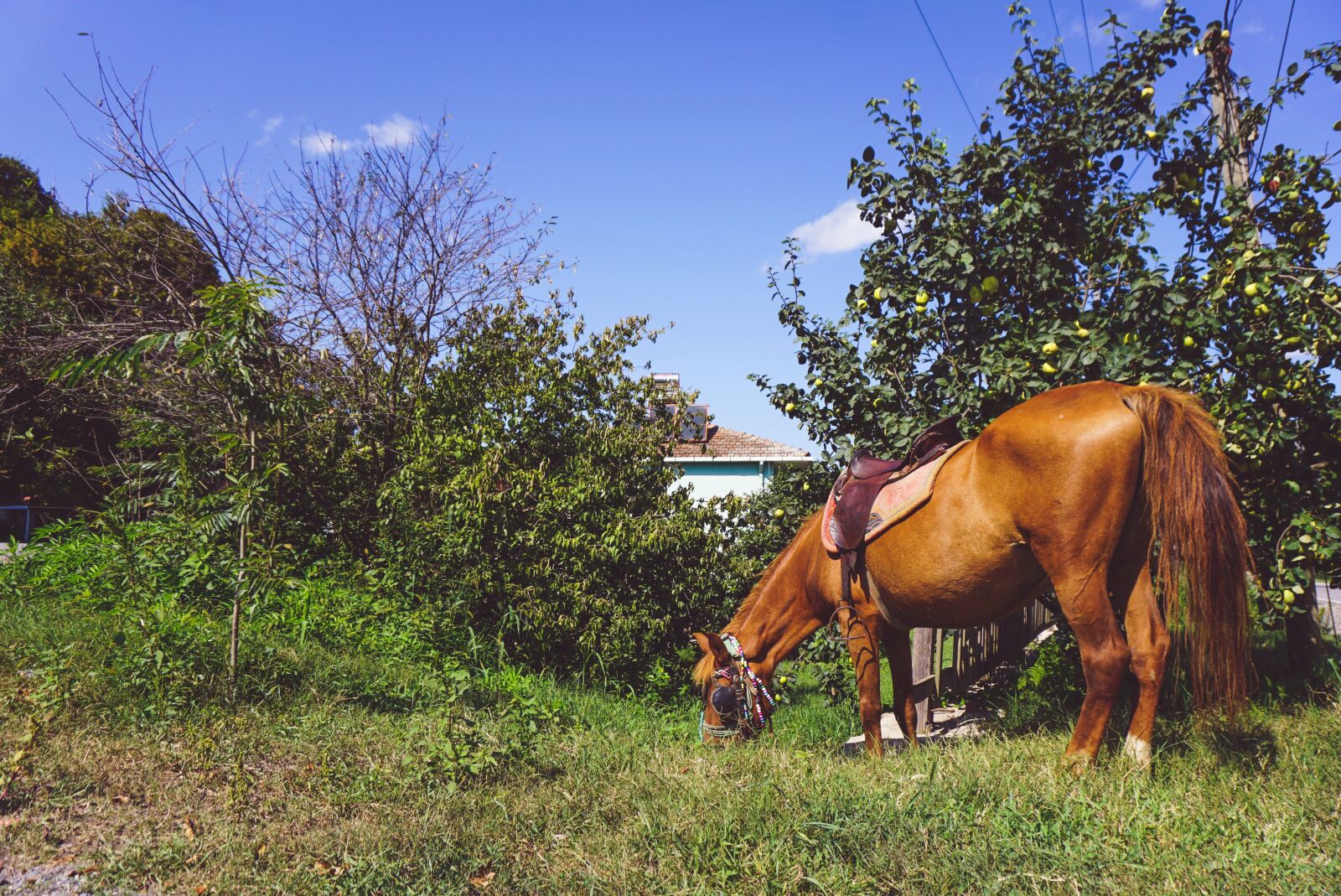 Sony a6000 sample photo. Hourse, summer, animal photography