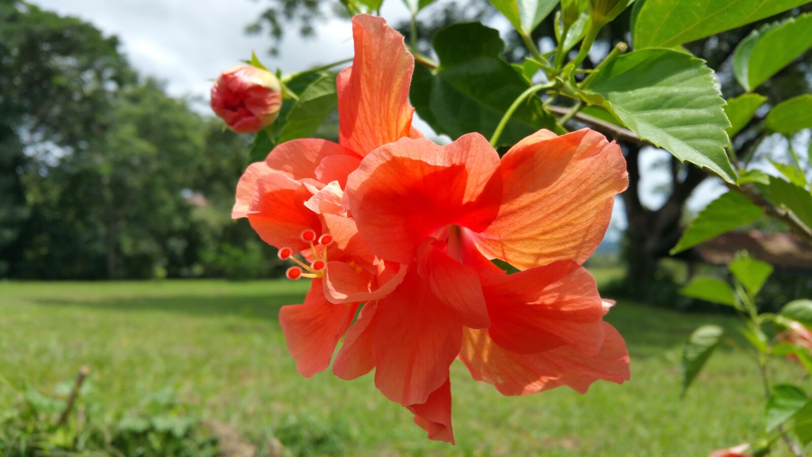 Samsung Galaxy Note4 sample photo. Flower, grass, tree's photography