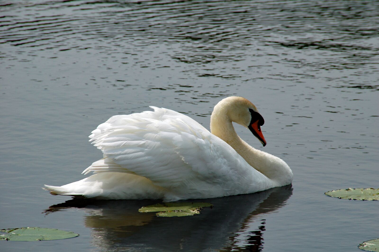 Nikon D50 sample photo. Swan, water, swimming photography