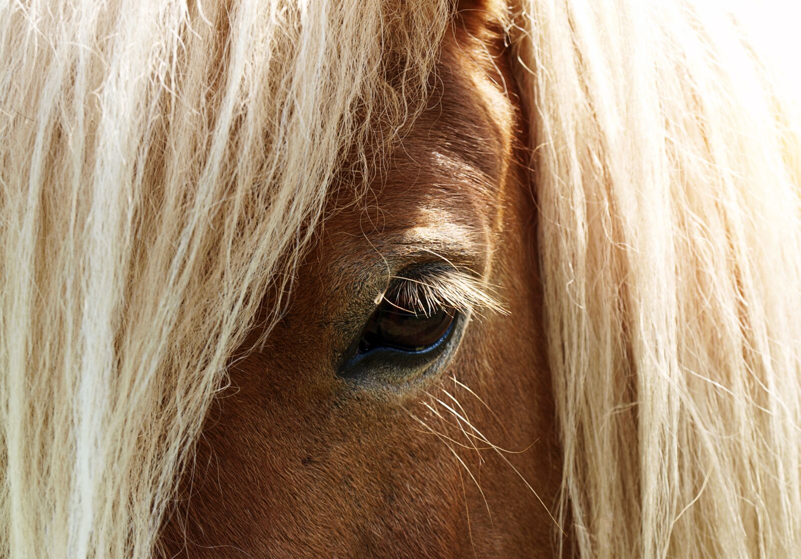 Olympus E-520 (EVOLT E-520) sample photo. Horse, eye, horse head photography