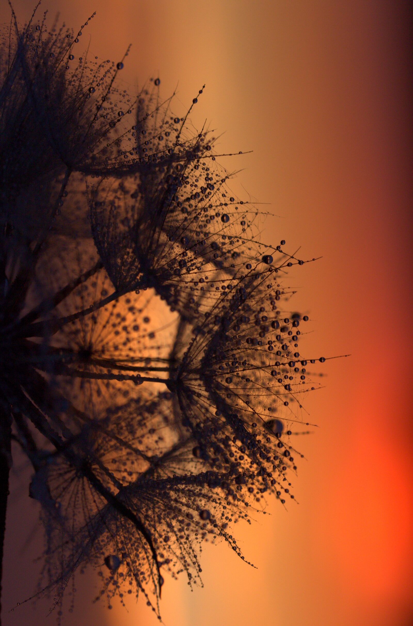Canon EF-S 60mm F2.8 Macro USM sample photo. Dandelion, sunset, drops photography