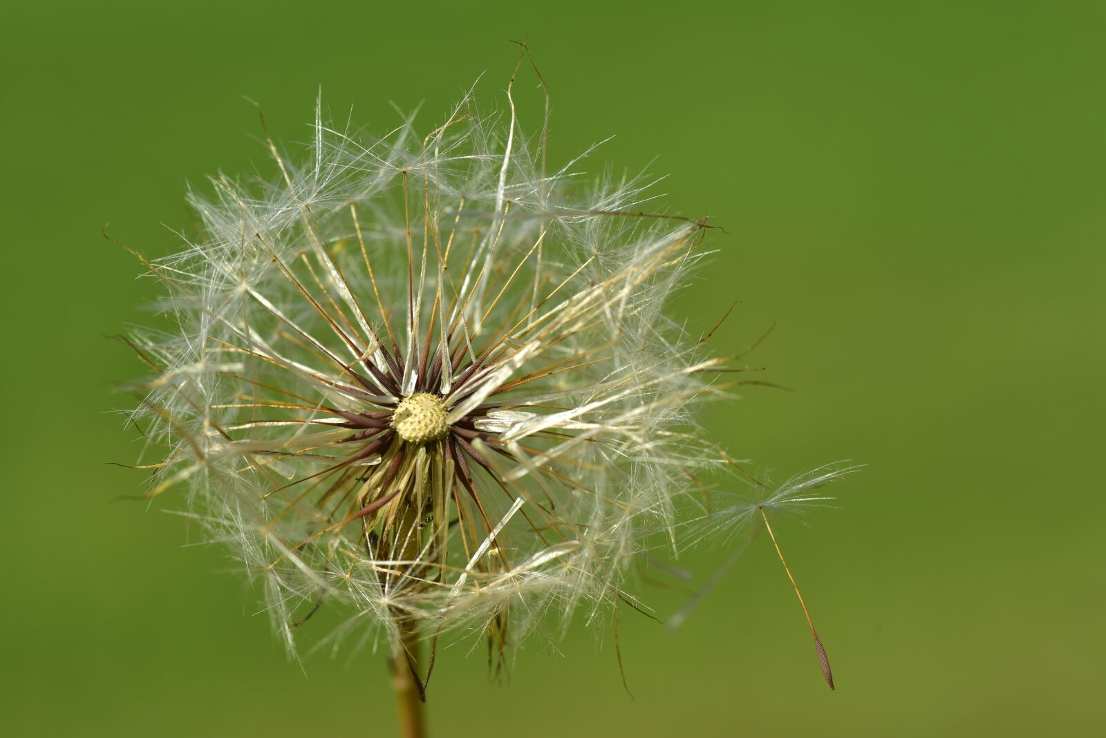 Nikon D750 sample photo. Dandelion, close up, nature photography