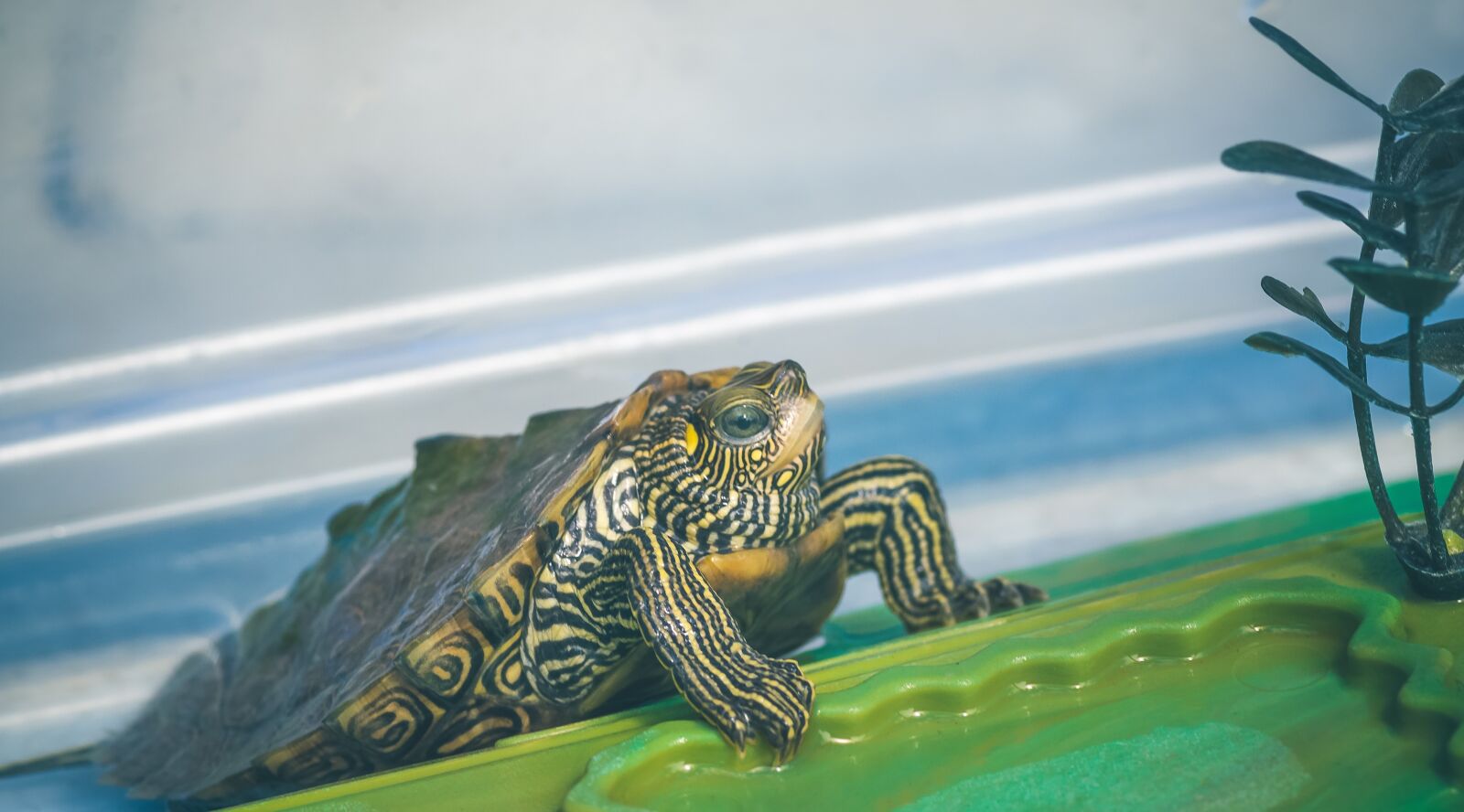 Canon EOS 1300D (EOS Rebel T6 / EOS Kiss X80) sample photo. Turtle, reptile, shell photography