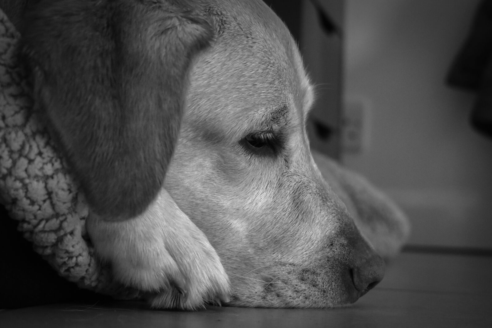Nikon D3400 sample photo. Labrador, dog, retriever photography