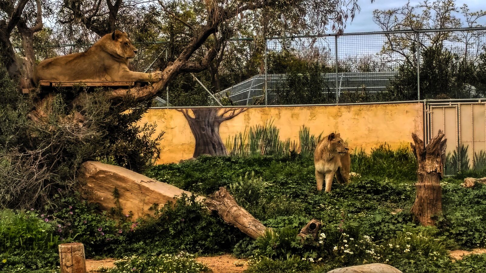 Xiaomi Redmi 3 sample photo. Nature, lions, landscape photography