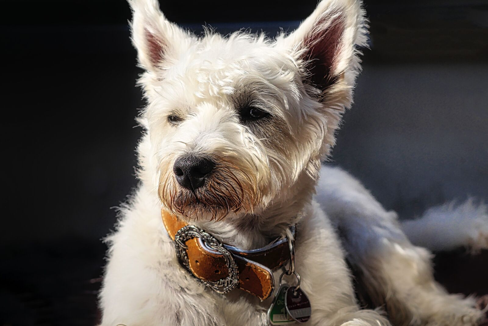 Panasonic Lumix DMC-GX8 sample photo. Dog, mammal, cute photography