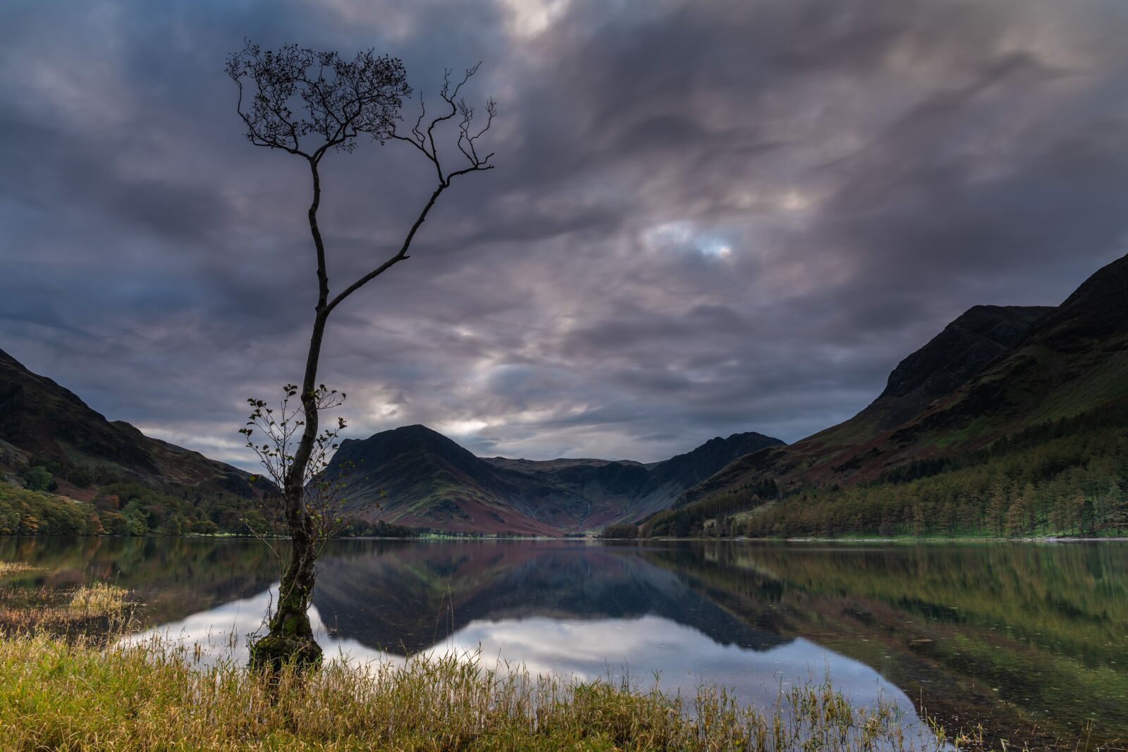 Canon EF 24-70mm F4L IS USM sample photo. Buttermere, tree, cumbria photography
