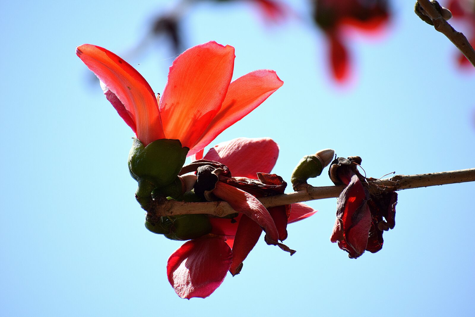 Nikon D3300 sample photo. Flower, nature, flora photography