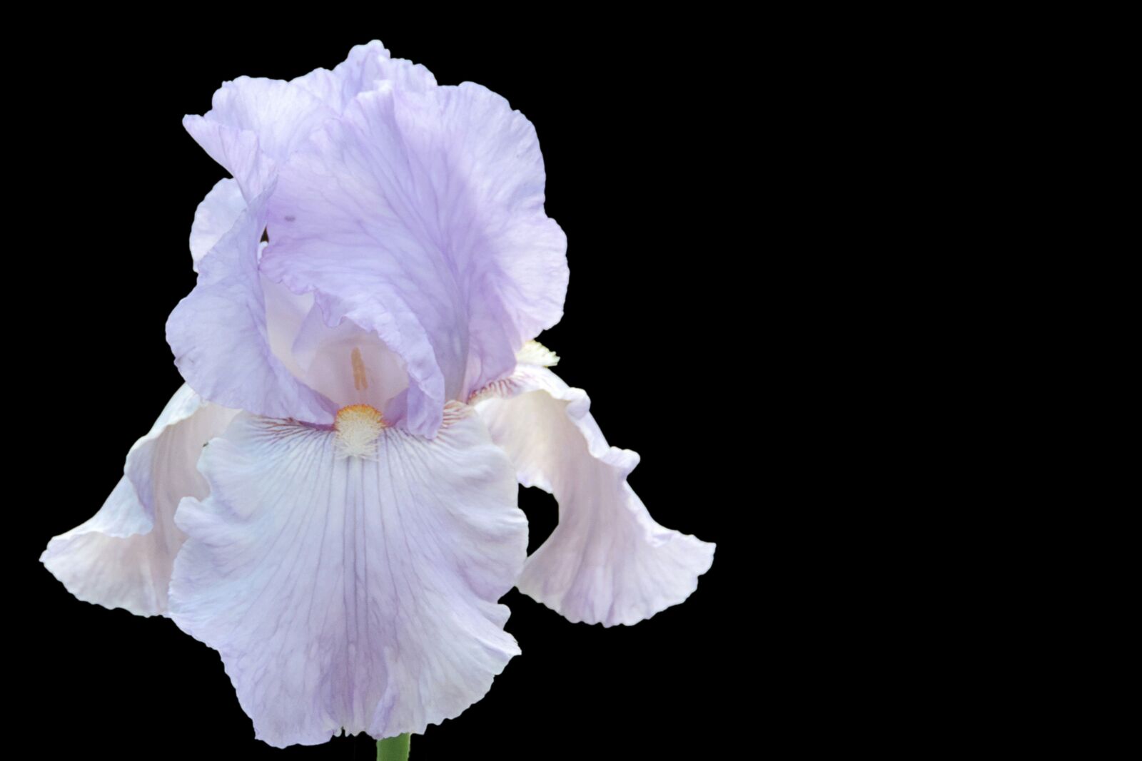 Nikon Coolpix P520 sample photo. Iris, blossom, bloom photography