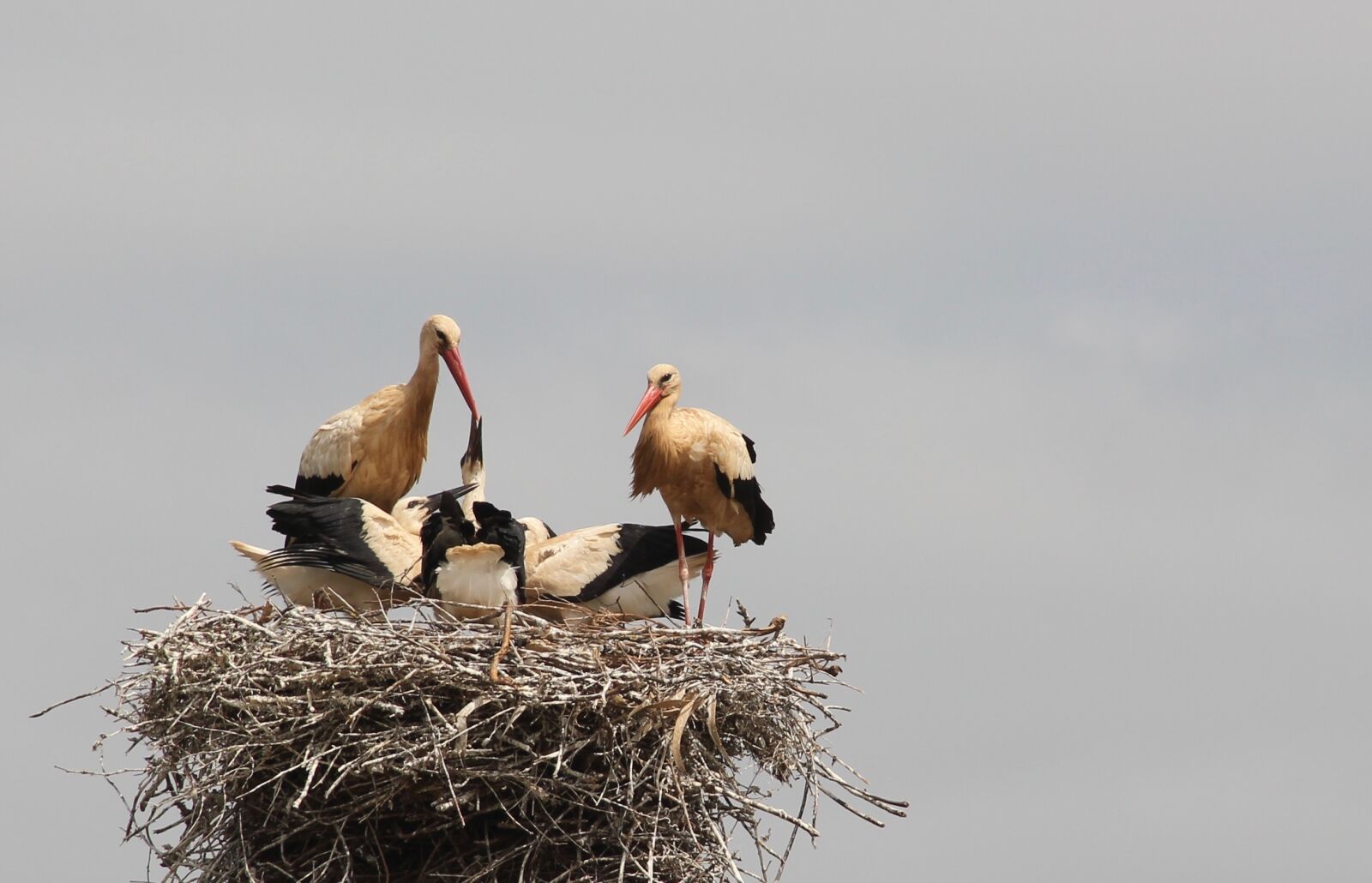 Canon EOS 550D (EOS Rebel T2i / EOS Kiss X4) sample photo. Storchennest, storks, rattle stork photography