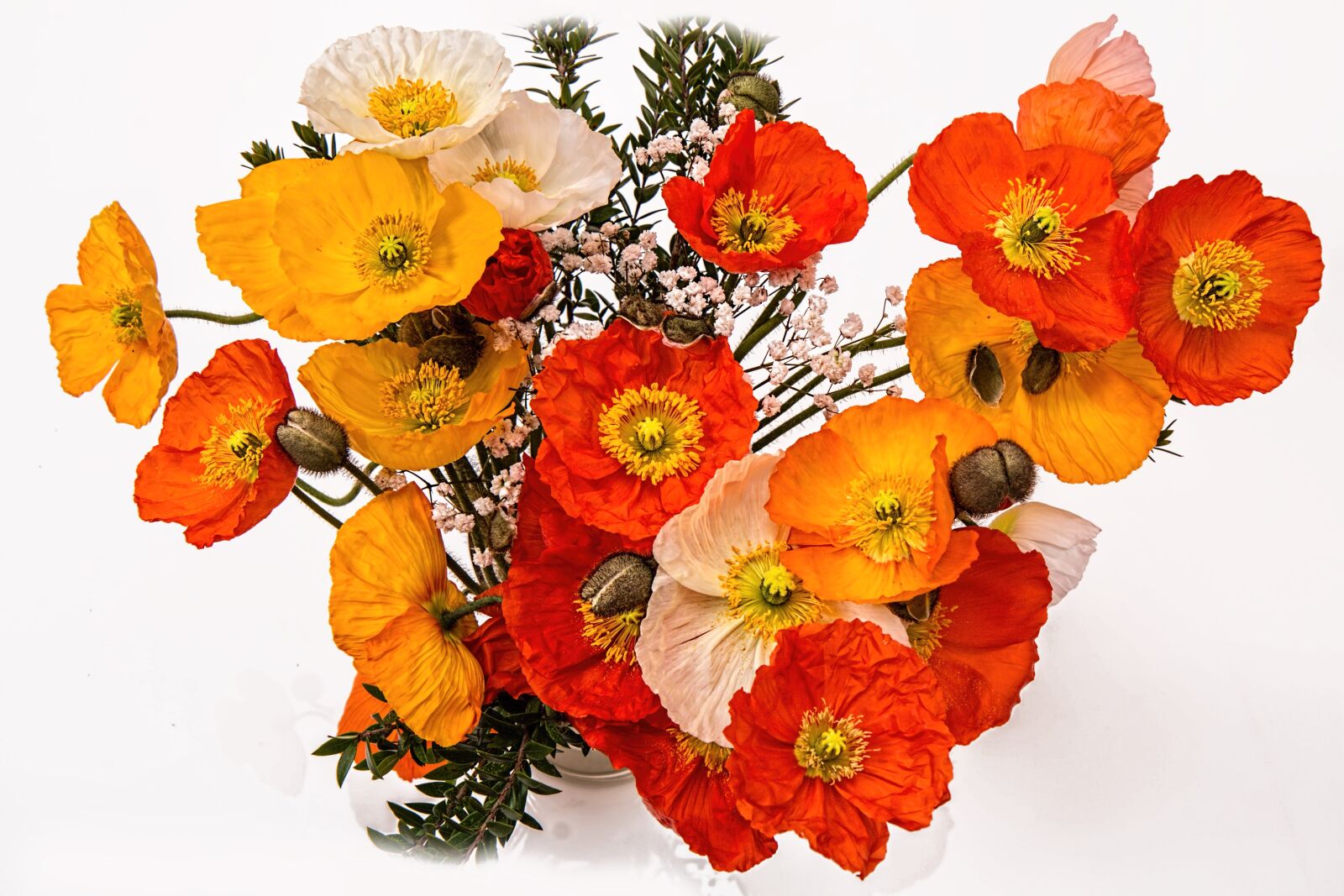 Canon EOS 70D sample photo. Poppies, cheerful, happy photography