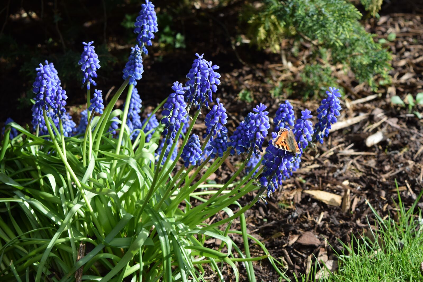 Nikon D5300 sample photo. Bluebell, purple, flower photography
