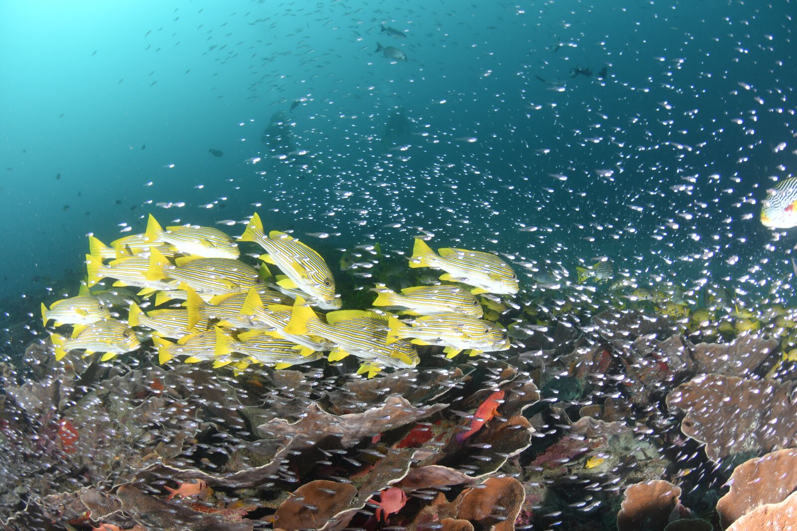 Nikon D500 sample photo. Fish, scuba diving, underwater photography