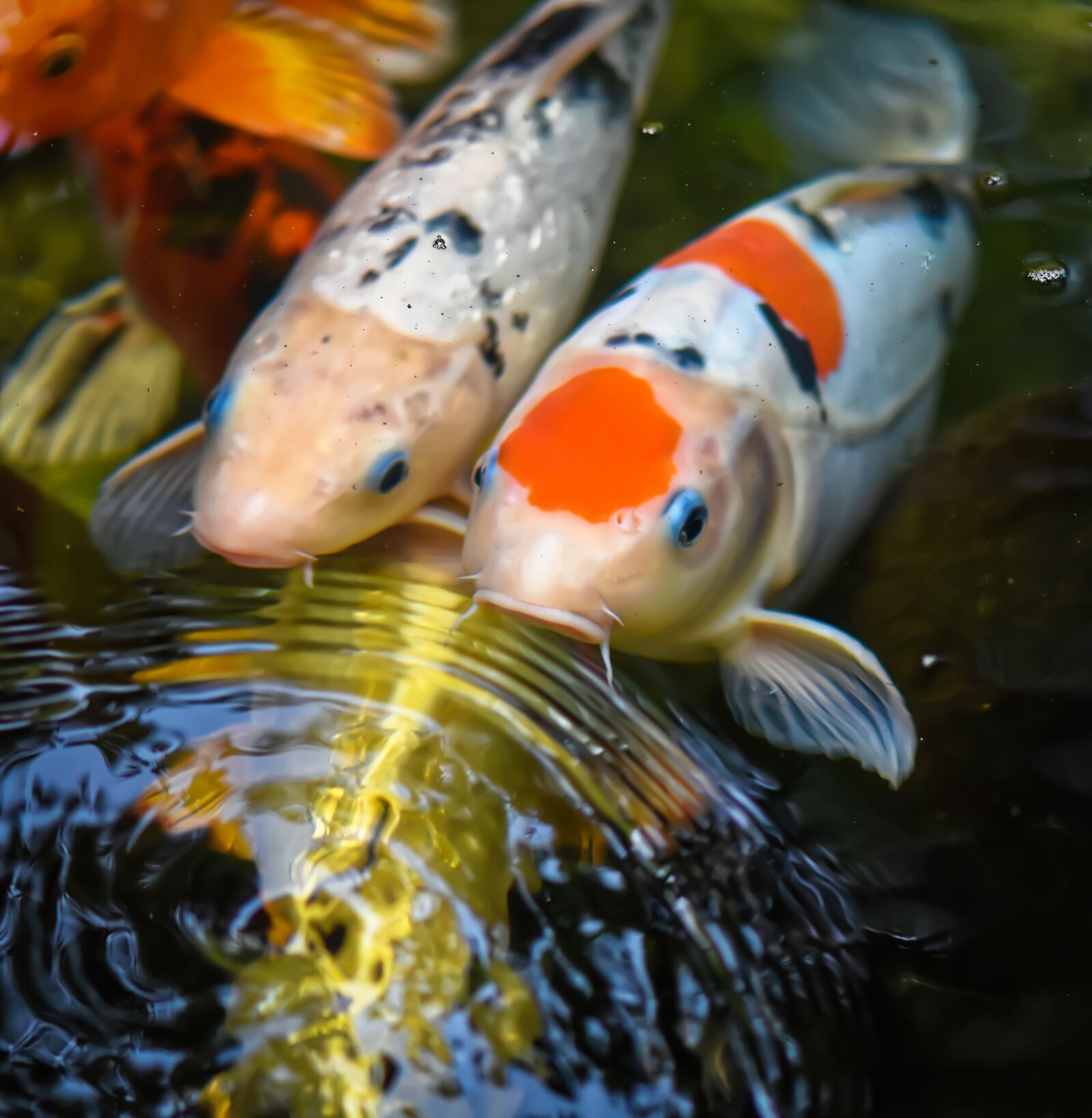 Nikon D7200 sample photo. Koi, pond, fish photography